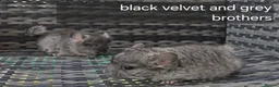 Chinchilla rodents for sale: Beautiful chinchillas - various colours - Advert 1