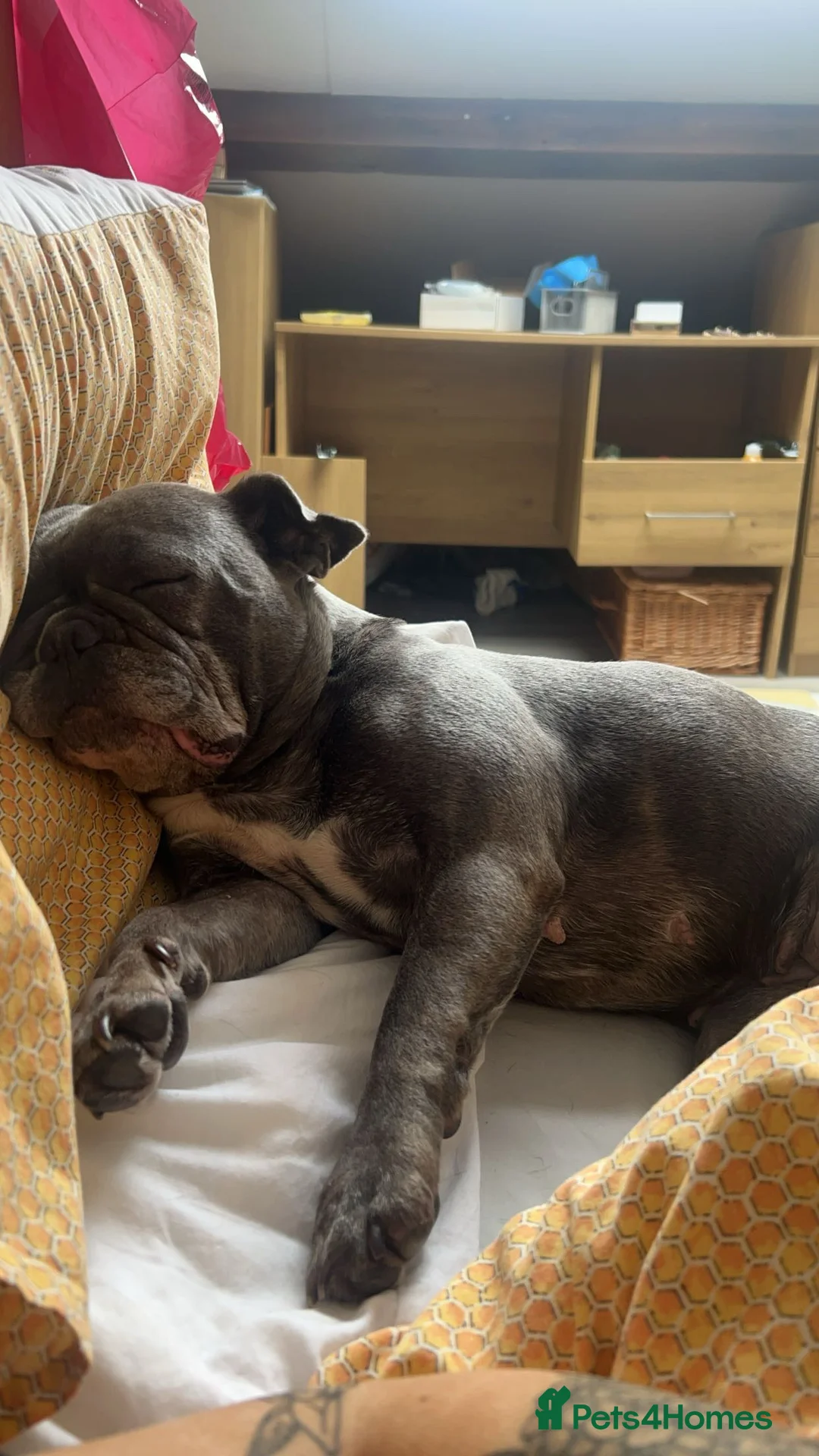 Frug dogs for sale: NOT PUPPY. 7 YEAR OLD FRUG  - Advert 2