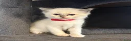 Ragdoll cats for sale: Beautiful girl Ragdolls  - Advert 12