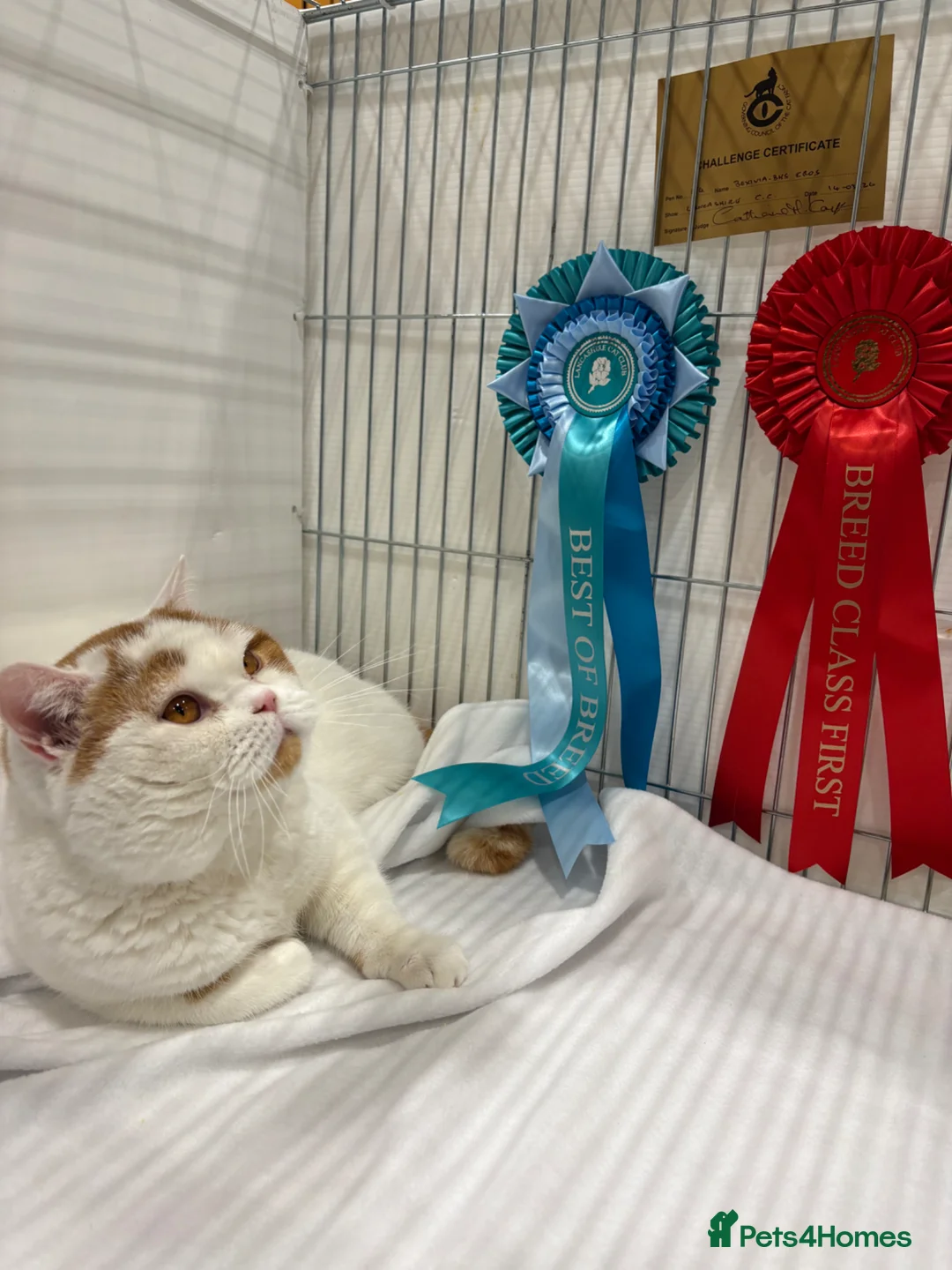 British Shorthair cats for sale: Beautiful Gccf registered bsh kittens  - Advert 2
