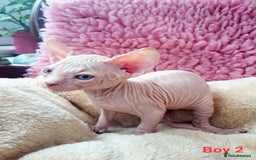 Sphynx cats for sale: Sphynx Kittens - Image 5