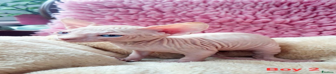 Sphynx Kitten 2