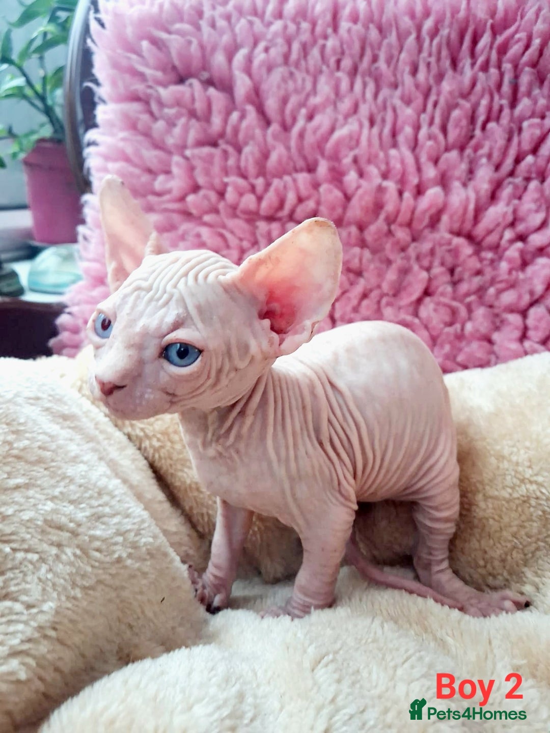 Sphynx cats for sale: Sphynx Kittens - Image 5