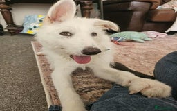 Mixed Breed dogs for adoption:  ARIEL with the bunny rabbit ears  - Image 13