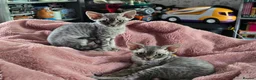 Devon Rex cats for sale: Morph and Nalia - Advert 2