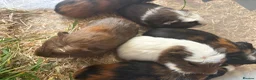 Guinea Pig rodents for sale: Young Male guinea pigs ready to leave soon  - Advert 8