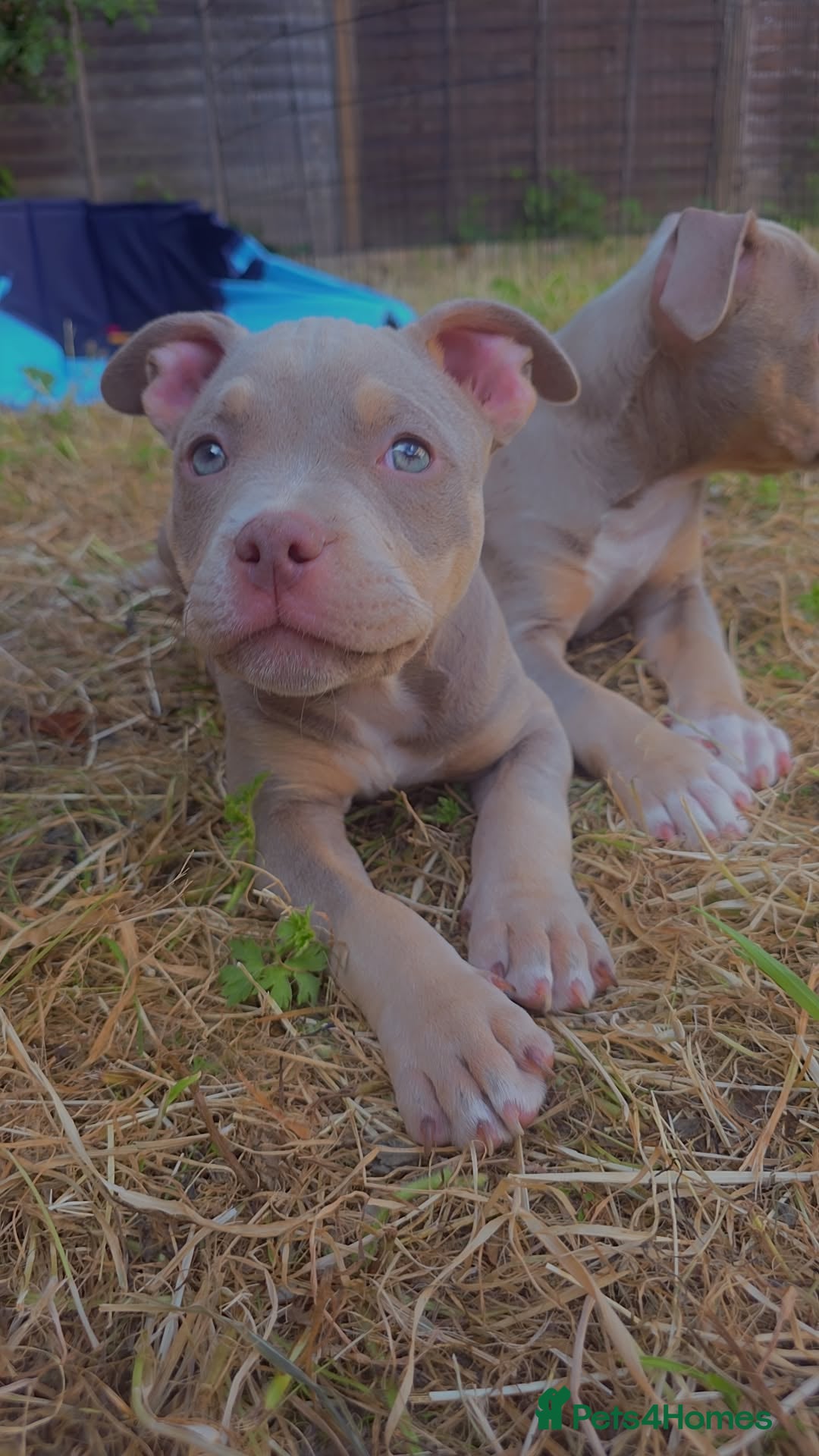 American Bully dogs for sale: ✨️💖American Bully (pocket) Puppies💖✨️ - Advert 5