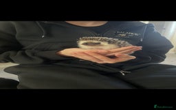 Pygmy Hedgehog rodents for sale: Pygmy hedgehog ( 9 months) - Image 1