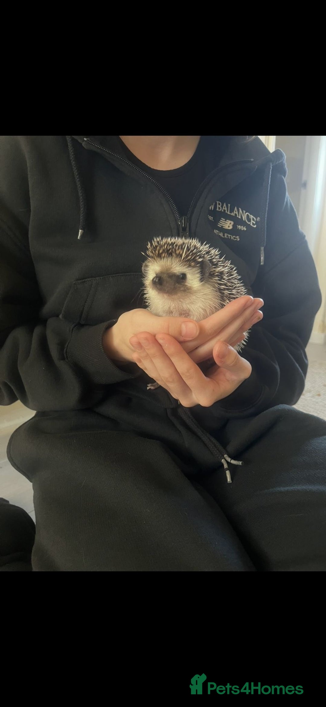 Pygmy Hedgehog rodents for sale: Pygmy hedgehog ( 9 months) - Image 1