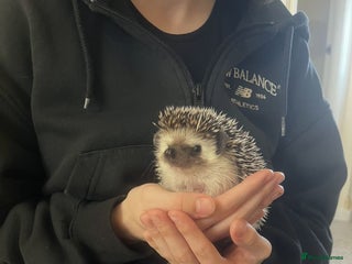 Pygmy Hedgehog rodents - Advert 2