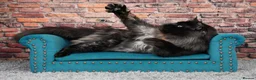 Maine Coon cats for stud: Handsome Tica Champion Stud available  - Advert 6