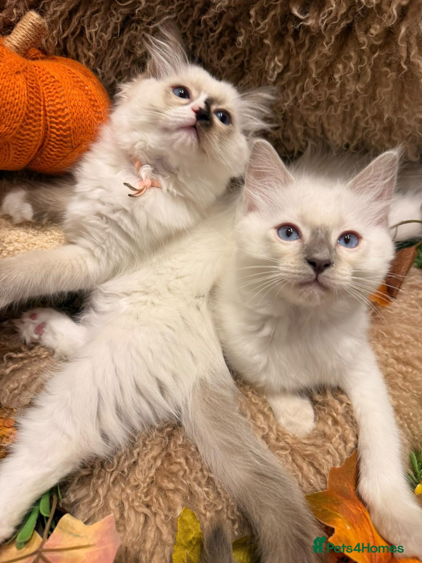 Ragdoll cats 3 beautiful ragdoll babies! - Advert 1