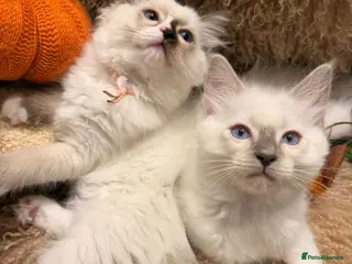 Ragdoll cats 3 beautiful ragdoll babies! - Advert 1