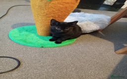 Domestic Shorthair cats for sale: 2 cute male kittens  - Image 4