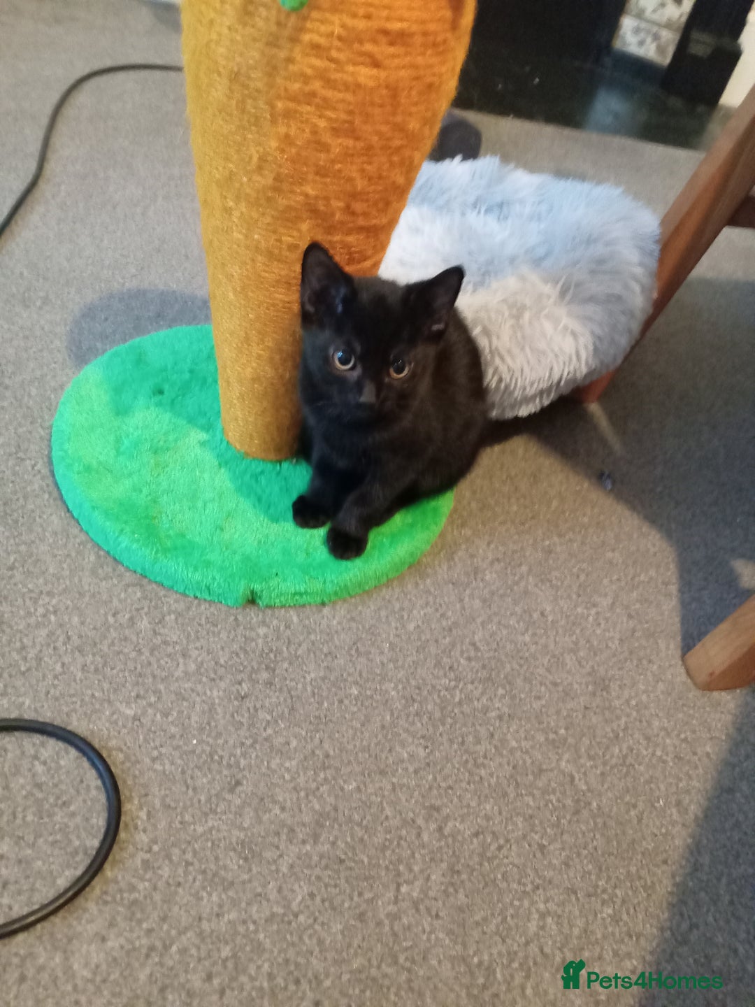 Domestic Shorthair cats for sale: 2 cute male kittens  - Image 4