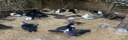 Ducks poultry for sale: Muscovy pairs and trios  - Advert 2