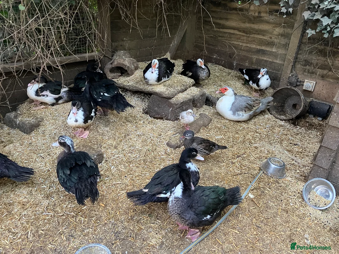 Ducks poultry for sale: Muscovy pairs and trios  - Advert 2