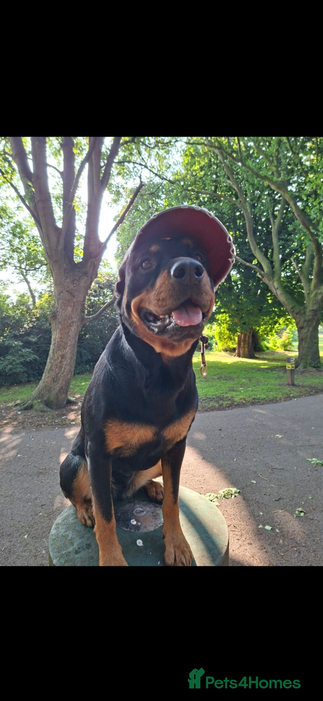 Rottweiler dogs for sale: Maggie needs someone special.  - Image 2