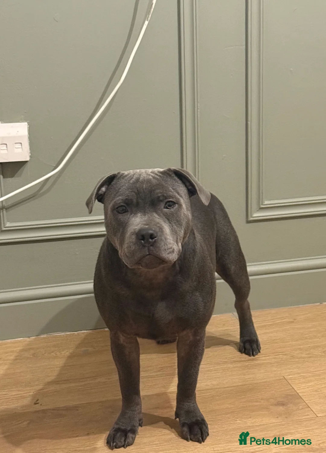 Staffordshire Bull Terrier dogs for sale: Amazing beautiful boy looking for a new home  - Advert 1