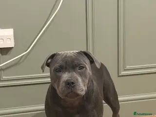 Staffordshire Bull Terrier dogs Amazing beautiful boy looking for a new home - Advert 3