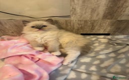 Ragdoll cats for sale: One Girl Available 🌸 - Image 11