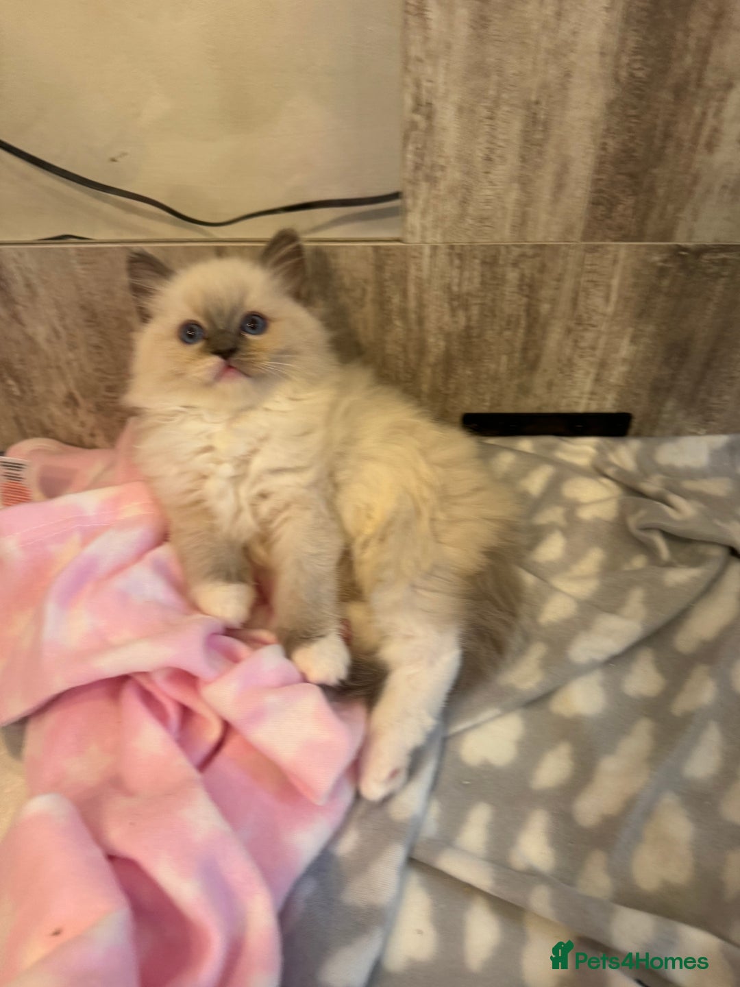 Ragdoll cats for sale: One Girl Available 🌸 - Image 11