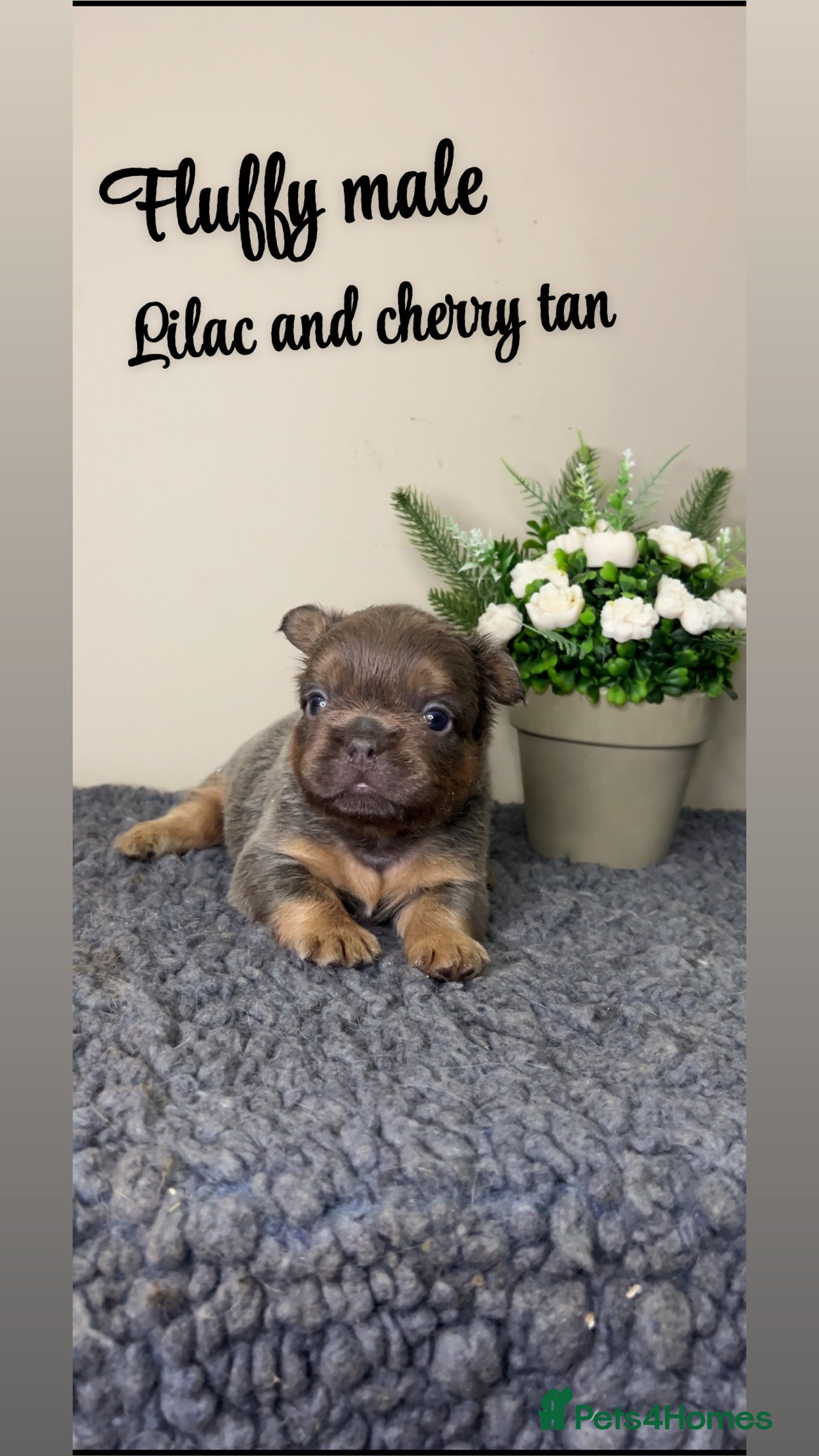 French Bulldog dogs Fluffy Lilac and cherry tan french bulldogs - Advert 1