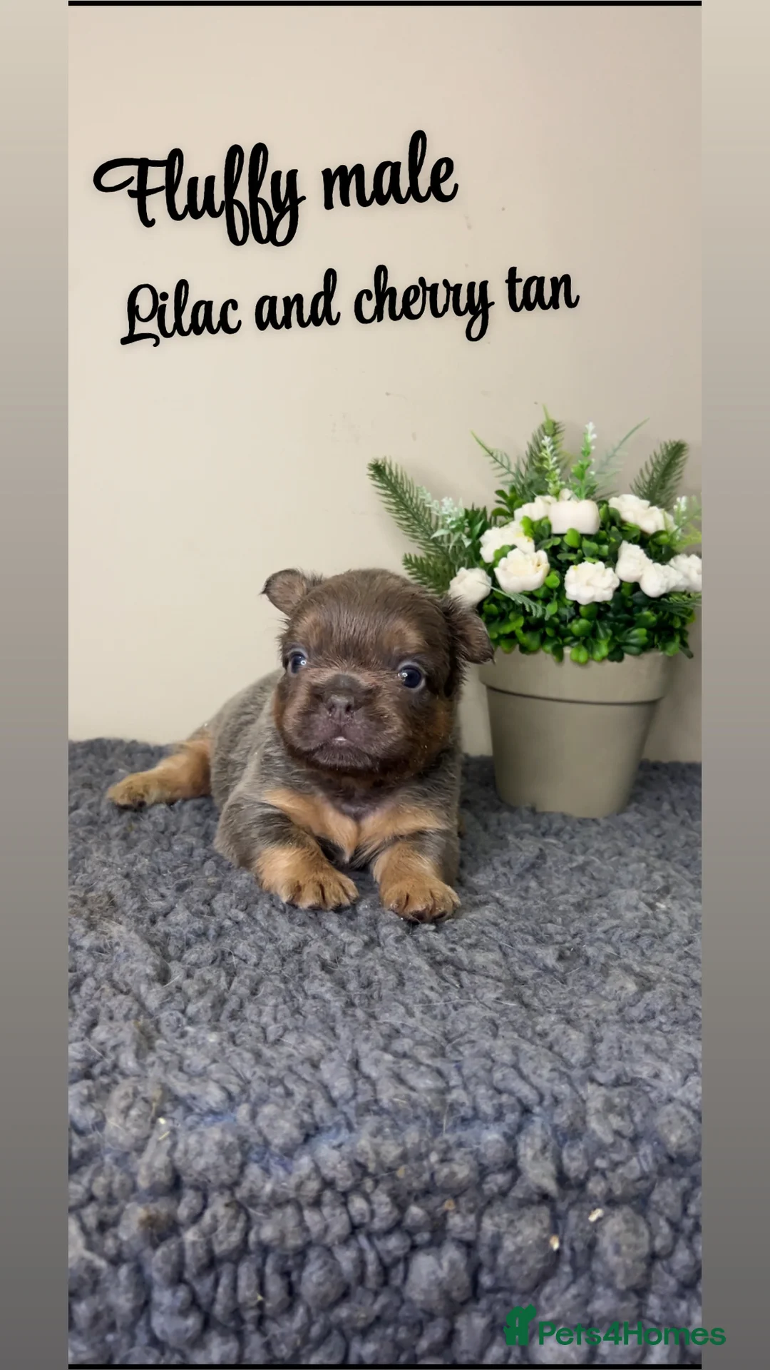 French Bulldog dogs for sale: Fluffy Lilac and cherry tan french bulldogs - Advert 1