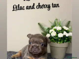 French Bulldog dogs Fluffy Lilac and cherry tan french bulldogs - Advert 1