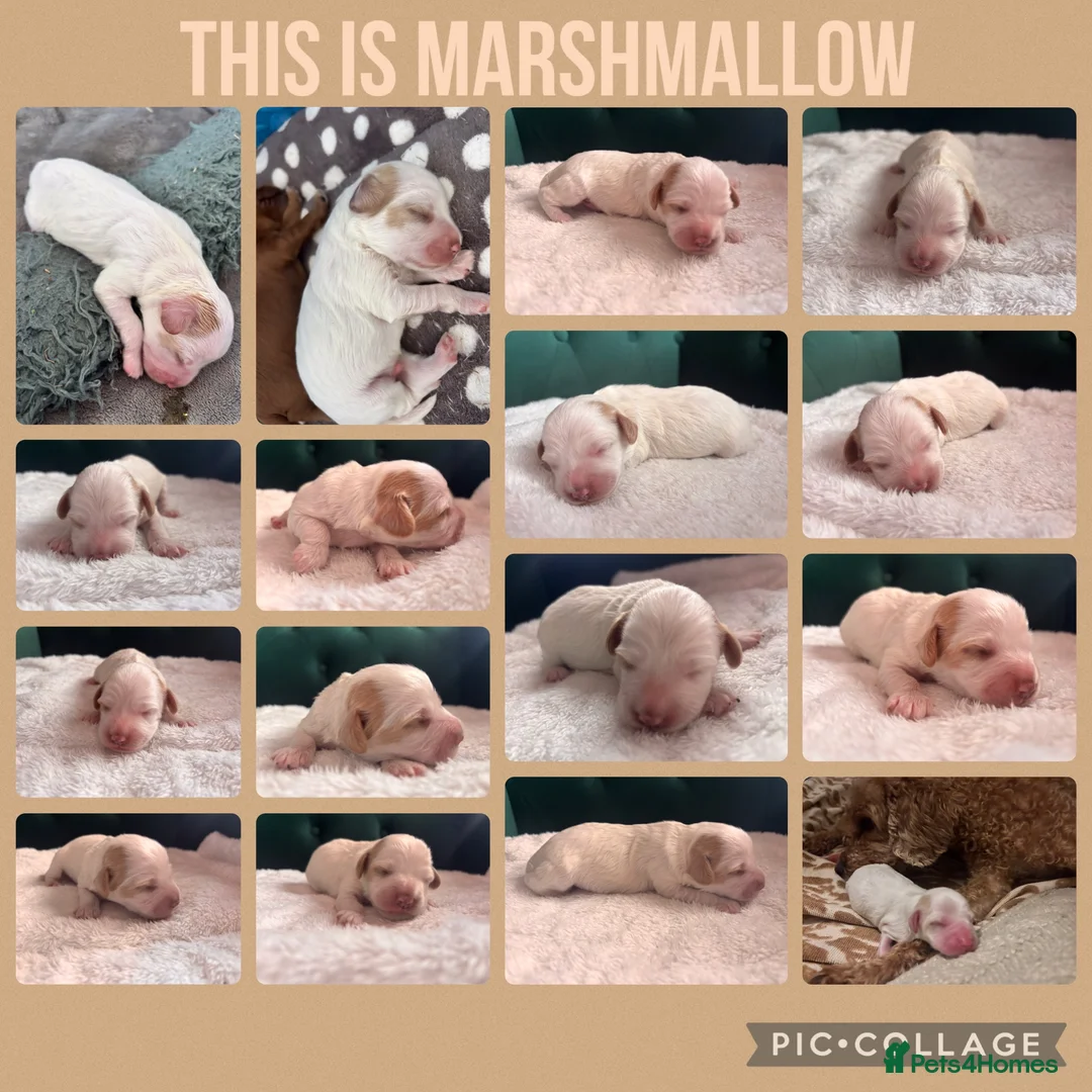 Cavapoo dogs for sale: Beautiful Cavapoo puppies  in King's Lynn - Advert 2