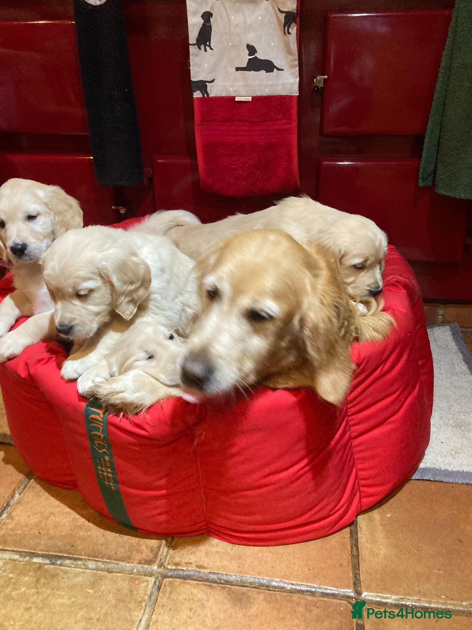 Golden Retriever dogs Playful Golden Retrievers For Sale  - Advert 1