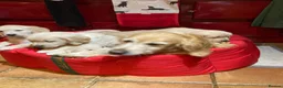 Golden Retriever dogs for sale: Playful Golden Retrievers For Sale  - Advert 1