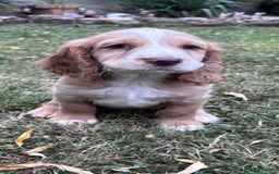 Cocker Spaniel dogs for sale: 3 golden cocker spaniels looking for loving homes - Image 13