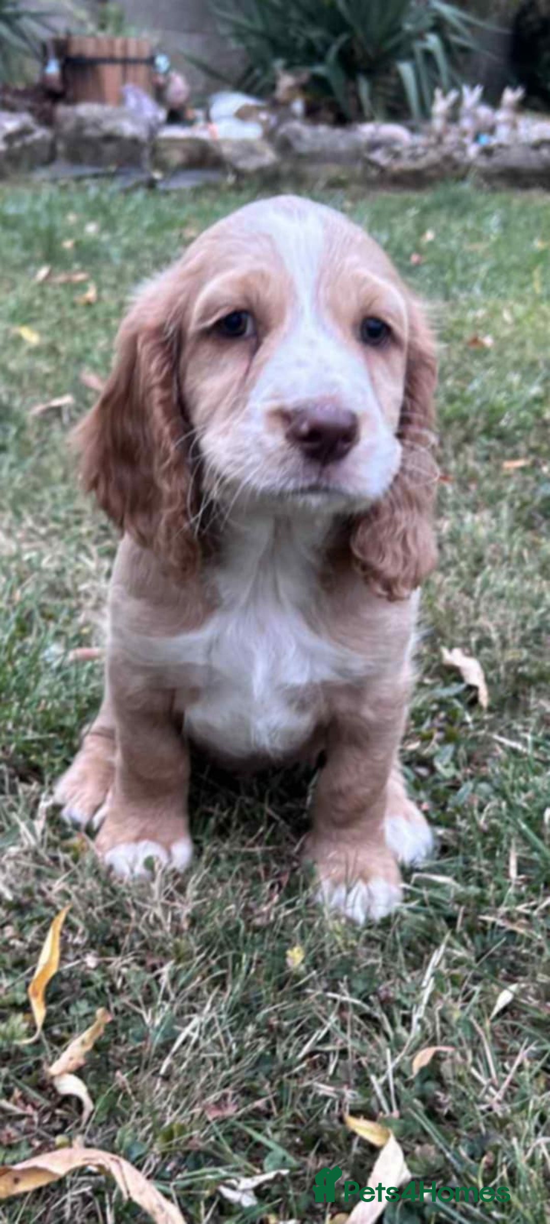 Cocker Spaniel dogs for sale: 3 golden cocker spaniels looking for loving homes - Image 13