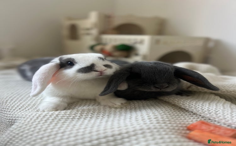 Mini Lop rabbits - Advert 7