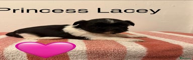 Shih Tzu Puppy 2 Princess Lacey 