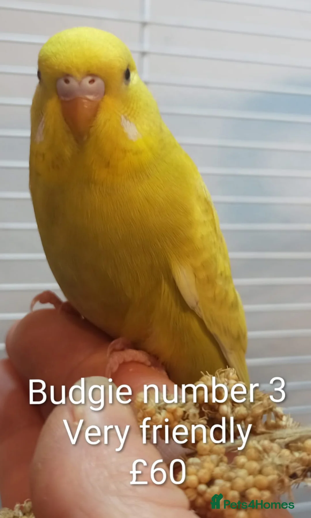 Budgerigars birds for sale: Superb home bred beautifully coloured baby budgies - Advert 4