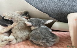 Devon Rex cats for sale: Adorable pure Devon Rex kittens  - Image 14