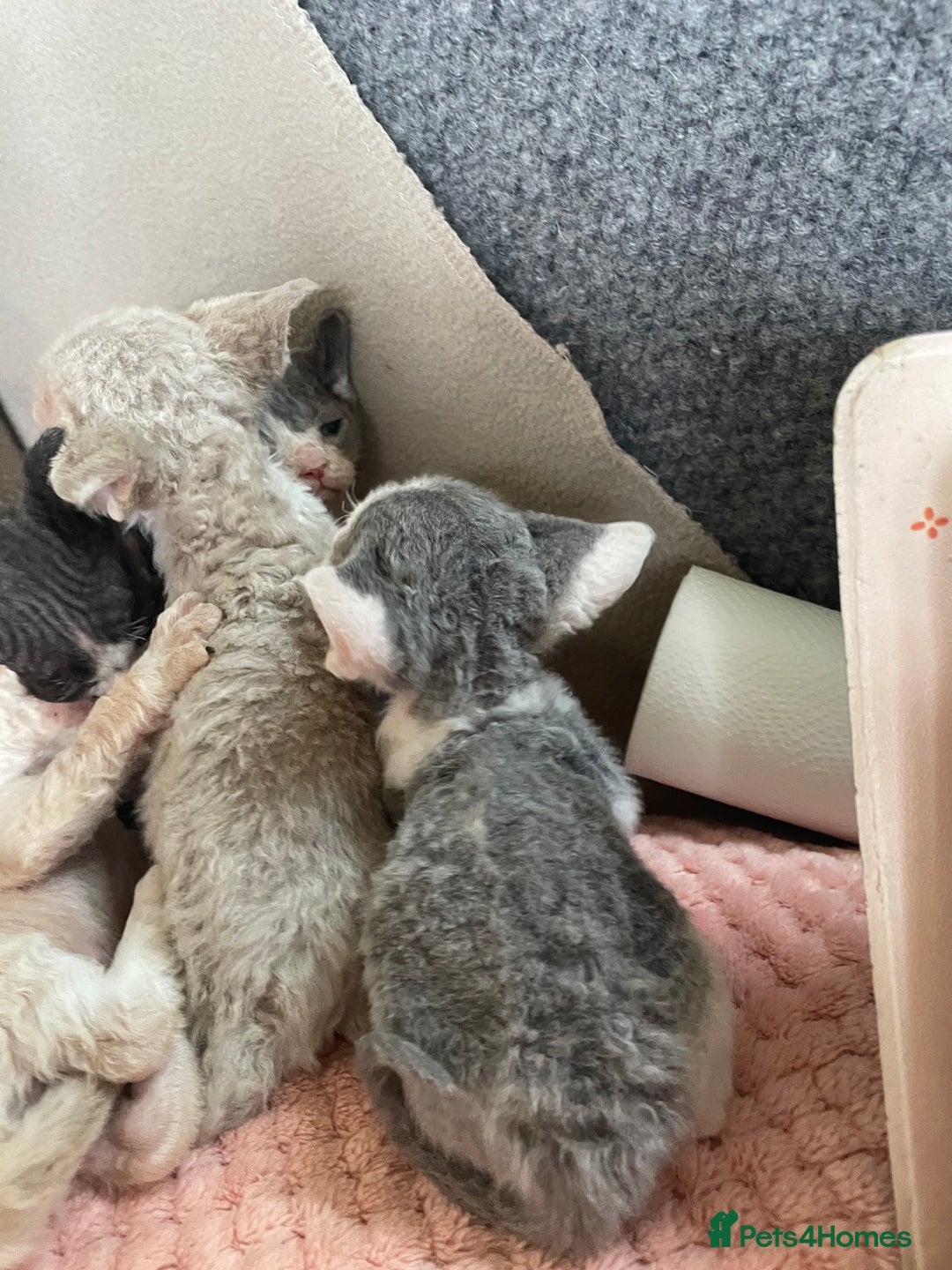Devon Rex cats for sale: Adorable pure Devon Rex kittens  - Image 14