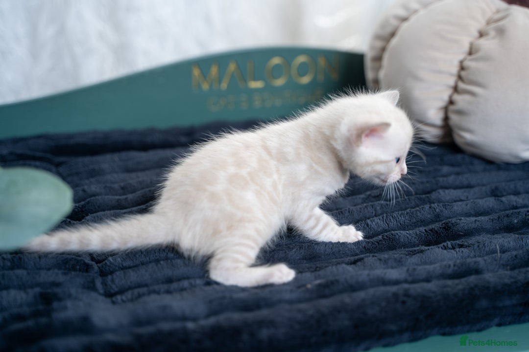 Bengal cats for sale: 3 Snow Bengal Boys-Gorgeous-TICA-Ready in November - Image 17