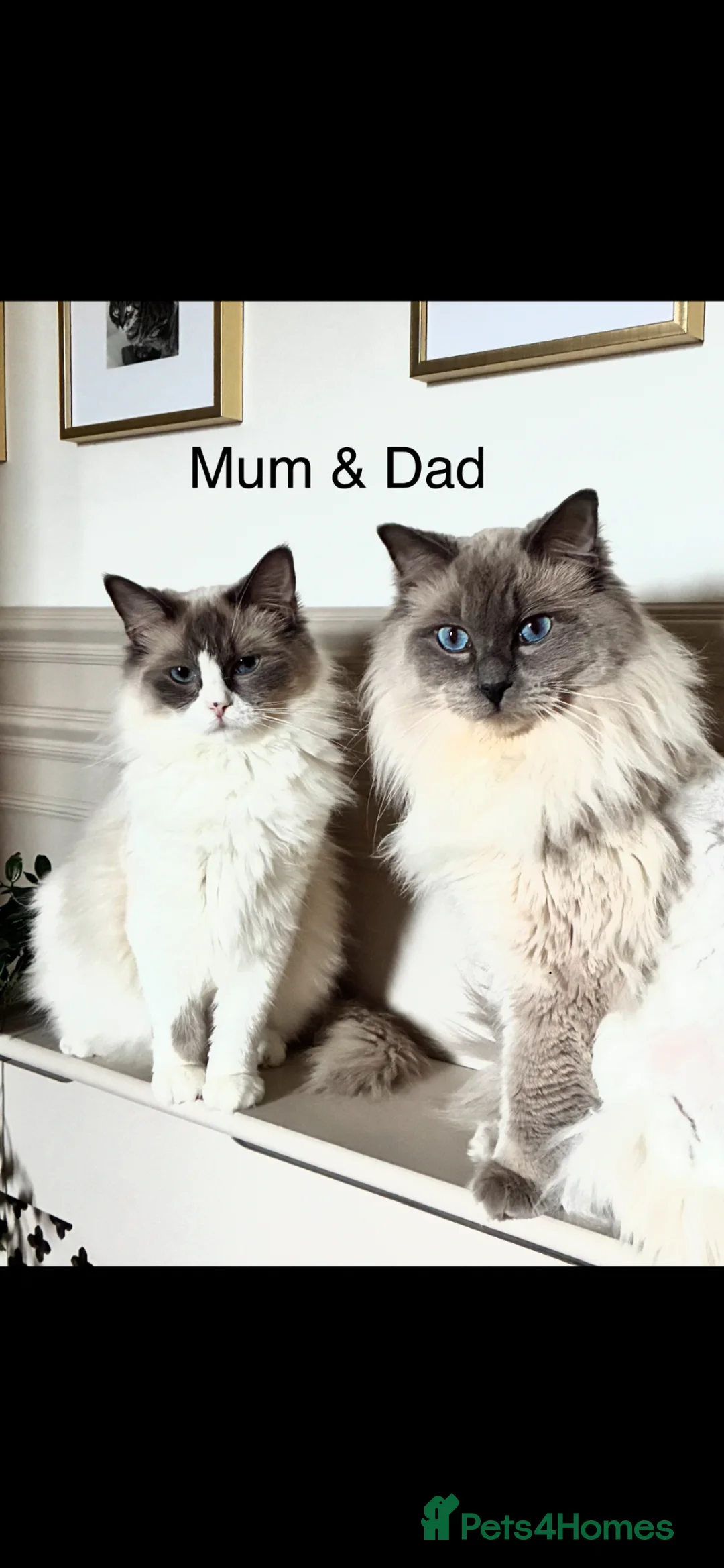 Ragdoll cats for sale: Fluffy, Cute Ragdolls for sale. Indoor Only 🧸 - Advert 2