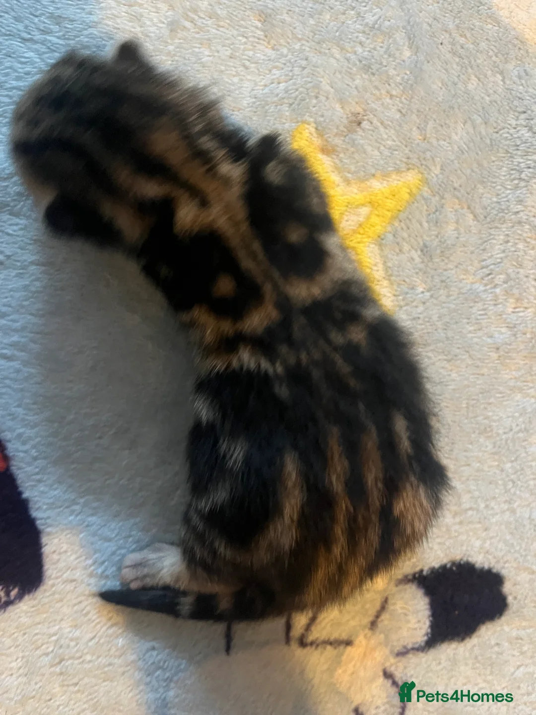 Mixed Breed cats for sale: Amber Bengal X shorthaired Black kittens in Cambridge - Advert 5