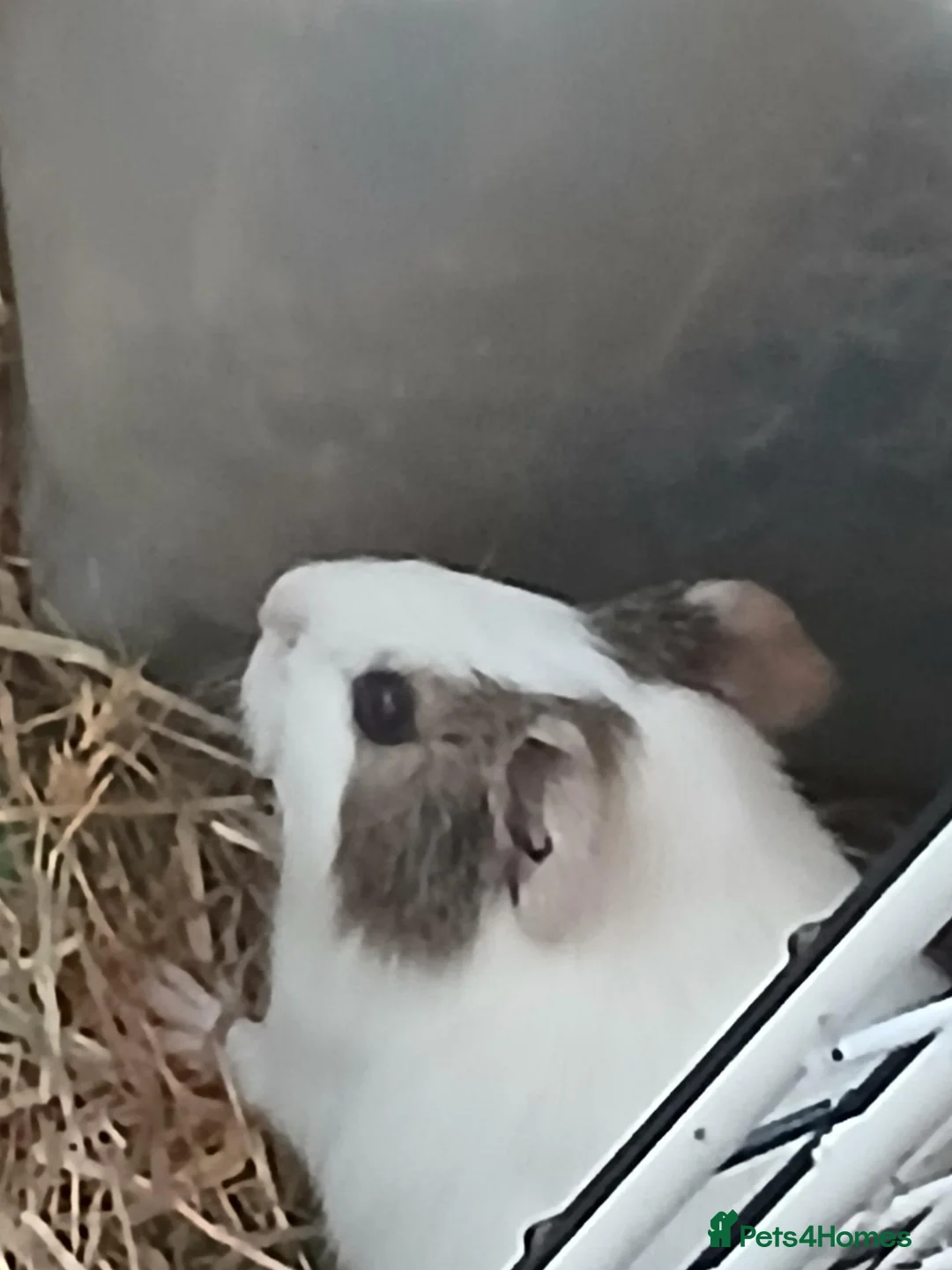 Guinea Pig rodents for sale: Baby boars for sale (REDUCED) - Advert 4