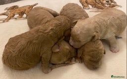 Cavapoo dogs for sale: Gorgeous Teddybear Cavapoo Puppies health checked  - Advert 17