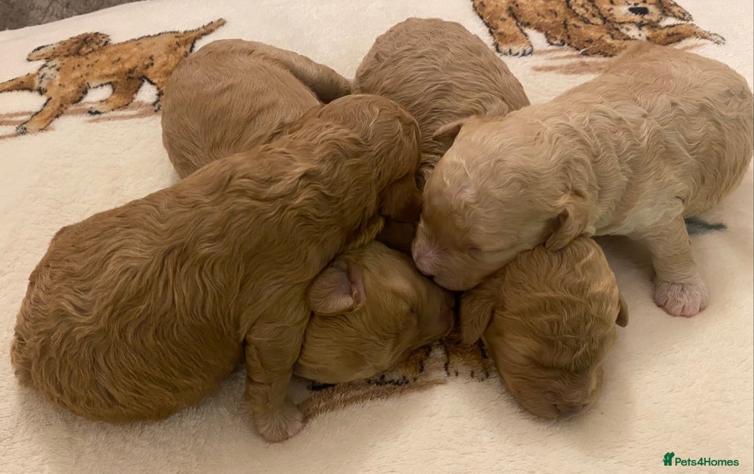 Cavapoo dogs for sale: Gorgeous Teddybear Cavapoo Puppies health checked  - Advert 17