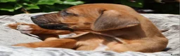 Rhodesian Ridgeback dogs for sale: !!KC CHAMPION AFRICAN RHODESIAN RIDGEBACK!! in Doncaster - Advert 7