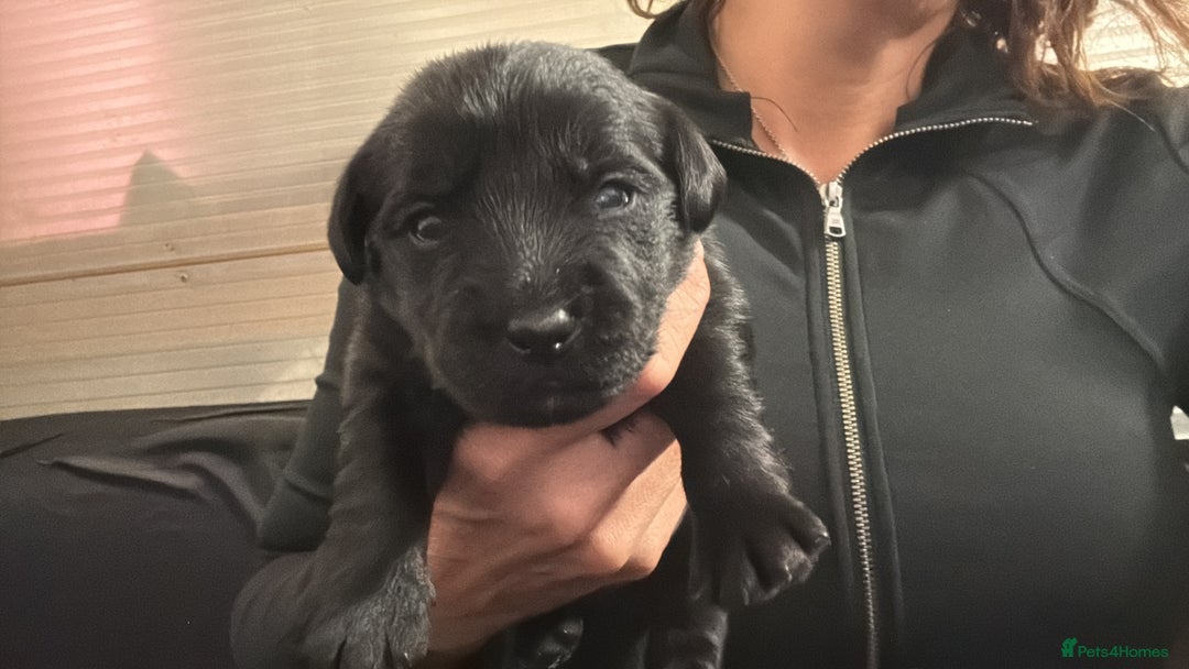 Labrador Retriever dogs for sale: black labradors - Image 2