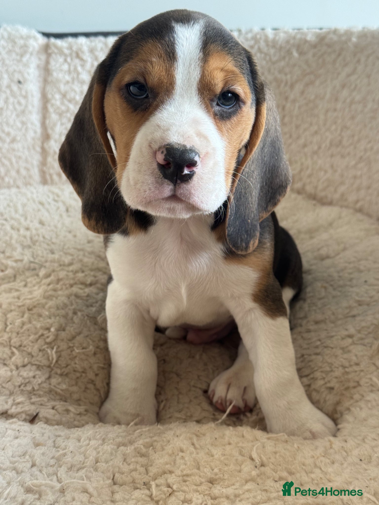 Beagle dogs KG REGISTERED BEAGLE 100% TRUE TO TYPE  - Advert 1