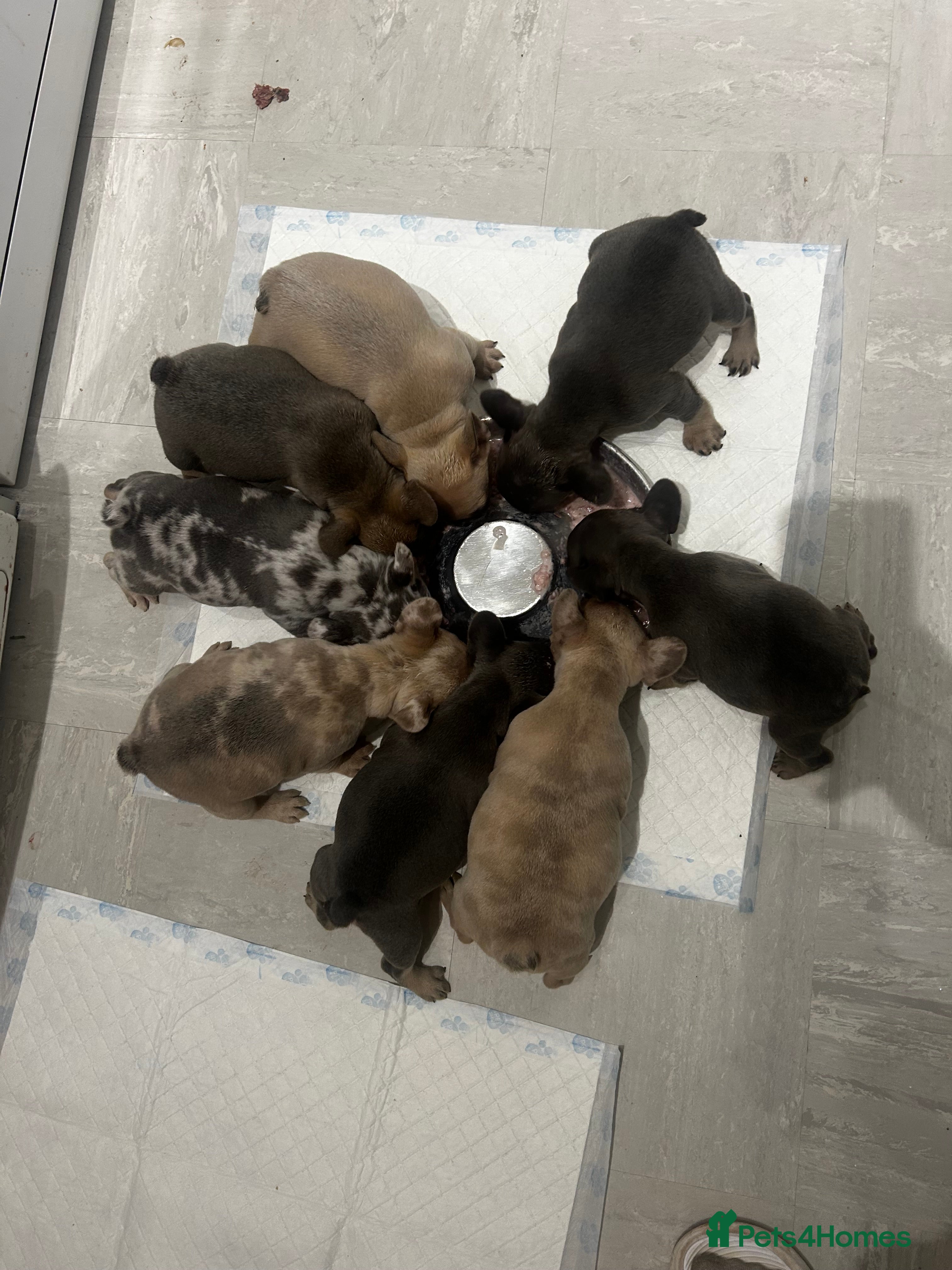 French Bulldog dogs  8 Gorgeous lap warmers 🐶  - Advert 15