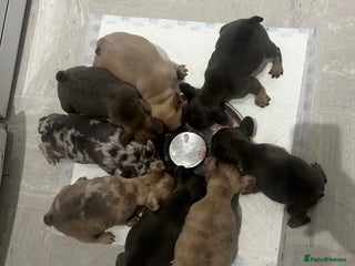 French Bulldog dogs 8 Gorgeous lap warmers 🐶 - Advert 15